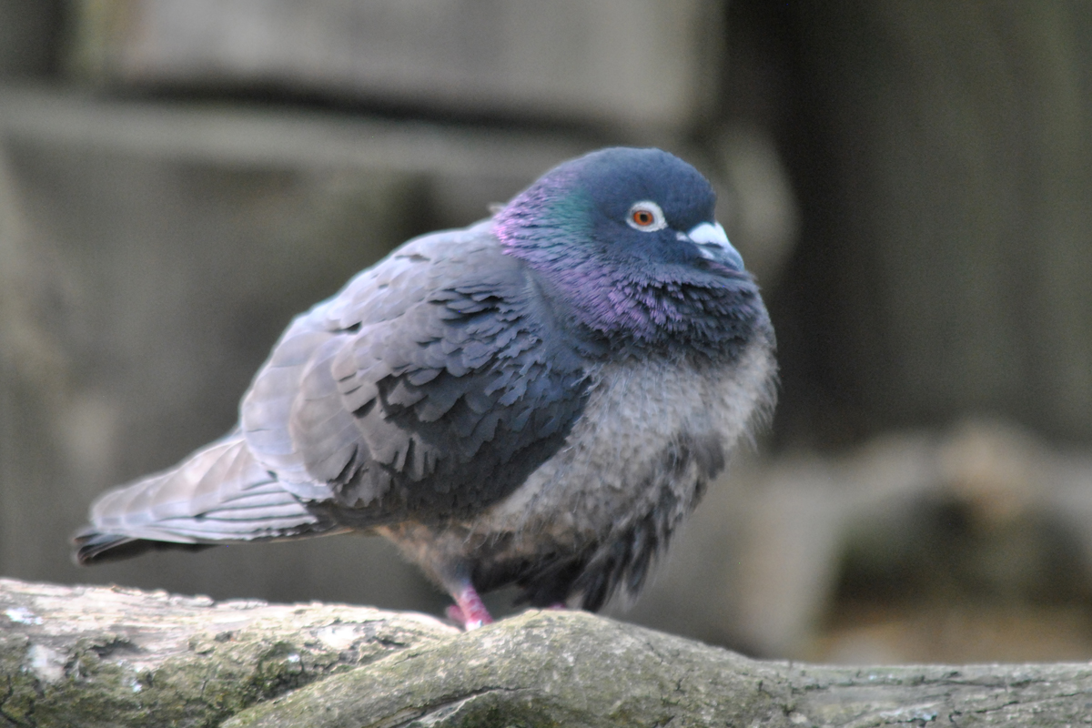 Feral pigeon - copyright Lee Ismail. A pigeon sits on a branch. It's body is puffed up and feathers are ruffled