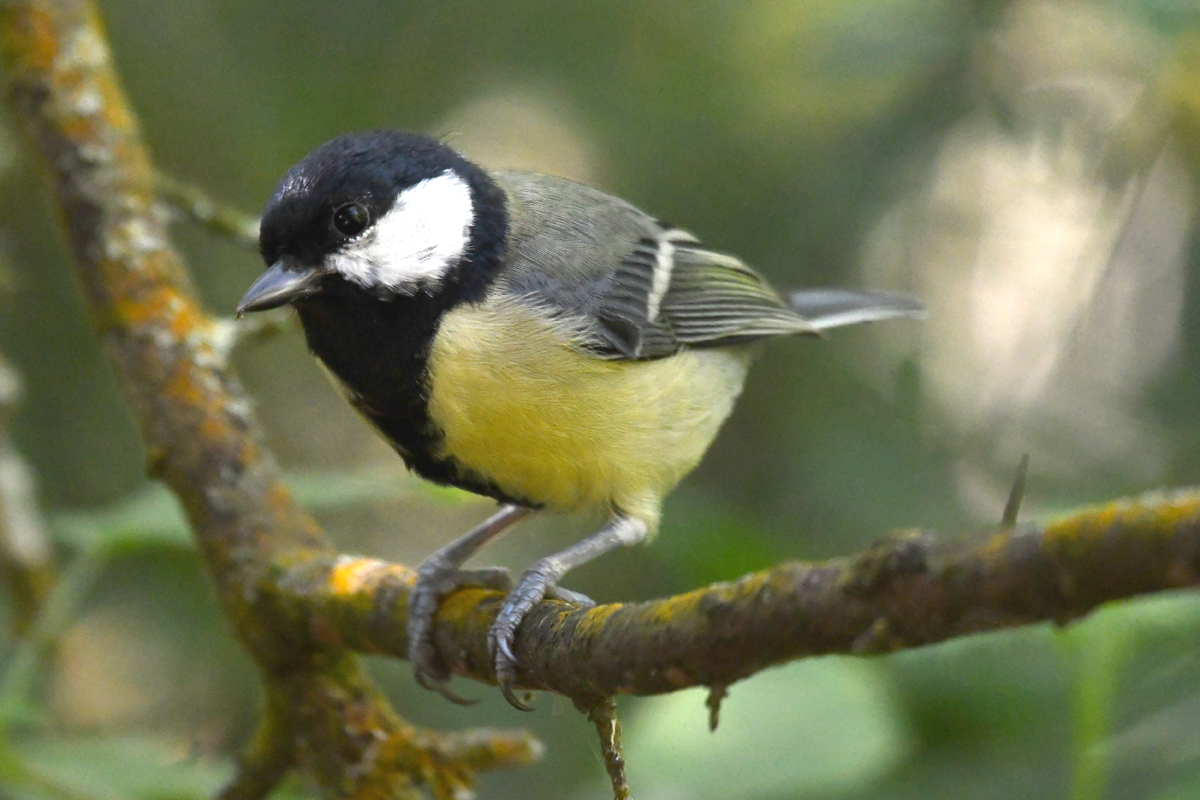 Great tit copyright Lee Ismail. A yellow breasted bird sits on a tree branch.