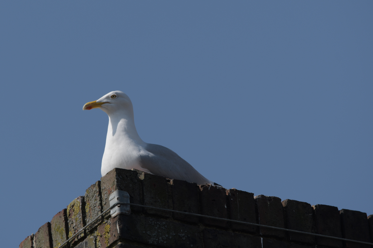 Herring gull - copyright Lee Ismail. A gull sits on a brick roof against a clear blue sky