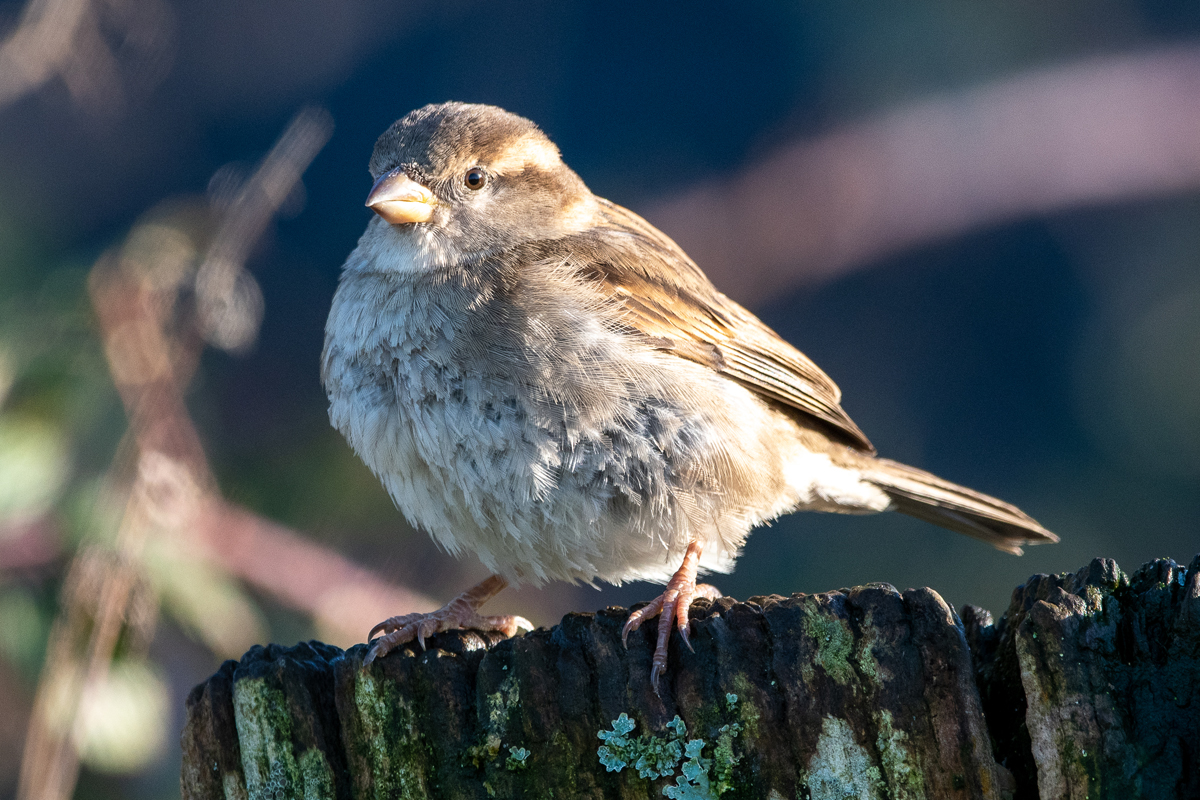 House sparrow - copyright Lee Ismail. A light brown bird sits on top of a log.