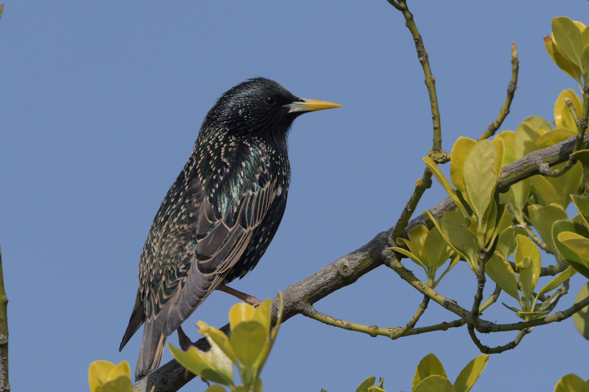 Starling - copyright Lee Ismail. A black bird sits in a tree