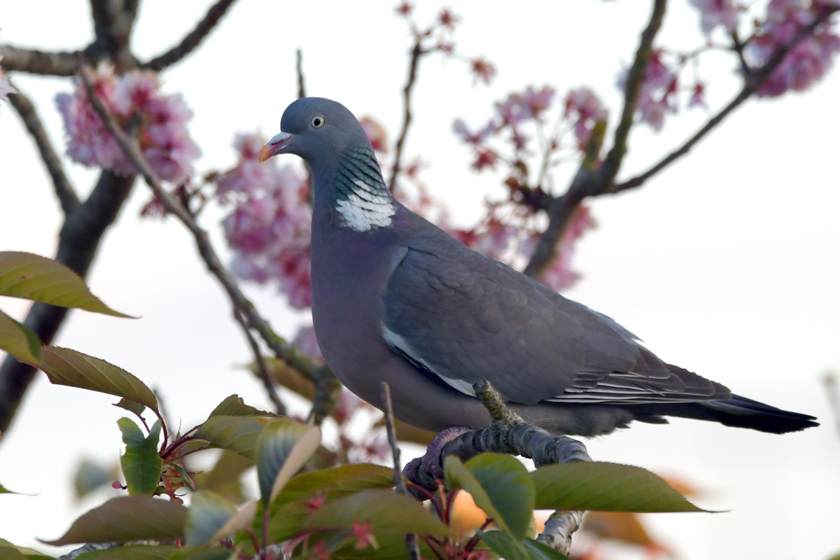 Wood pigeon - copyright Lee Ismail. A pigeon sits in a branch of a flowering tree.