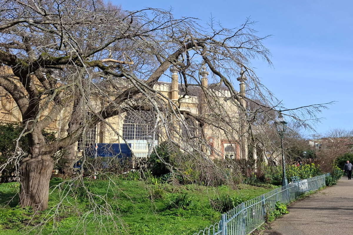 Royal Pavilion Garden, February 2026. The view looks over the grass and Yew hedge towards Brighton Museum