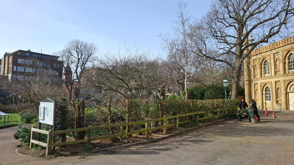 Yew hedge cutting in the Garden. February 2026