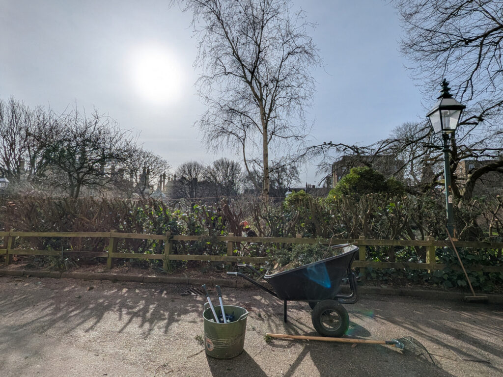 Yew hedge cutting in the Garden. February 2026. The sun shines over the freshly cut Yew hedge. A wheelbarrow, rake and a bucket of gardening tools sit on the path in the foreground