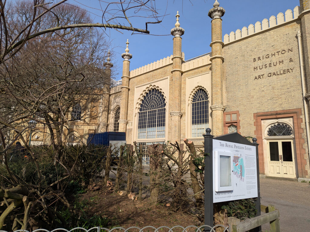 Yew hedge cutting in the Garden. February 2026. The side of Brighton Museum can be seen over the freshly cut Yew hedge