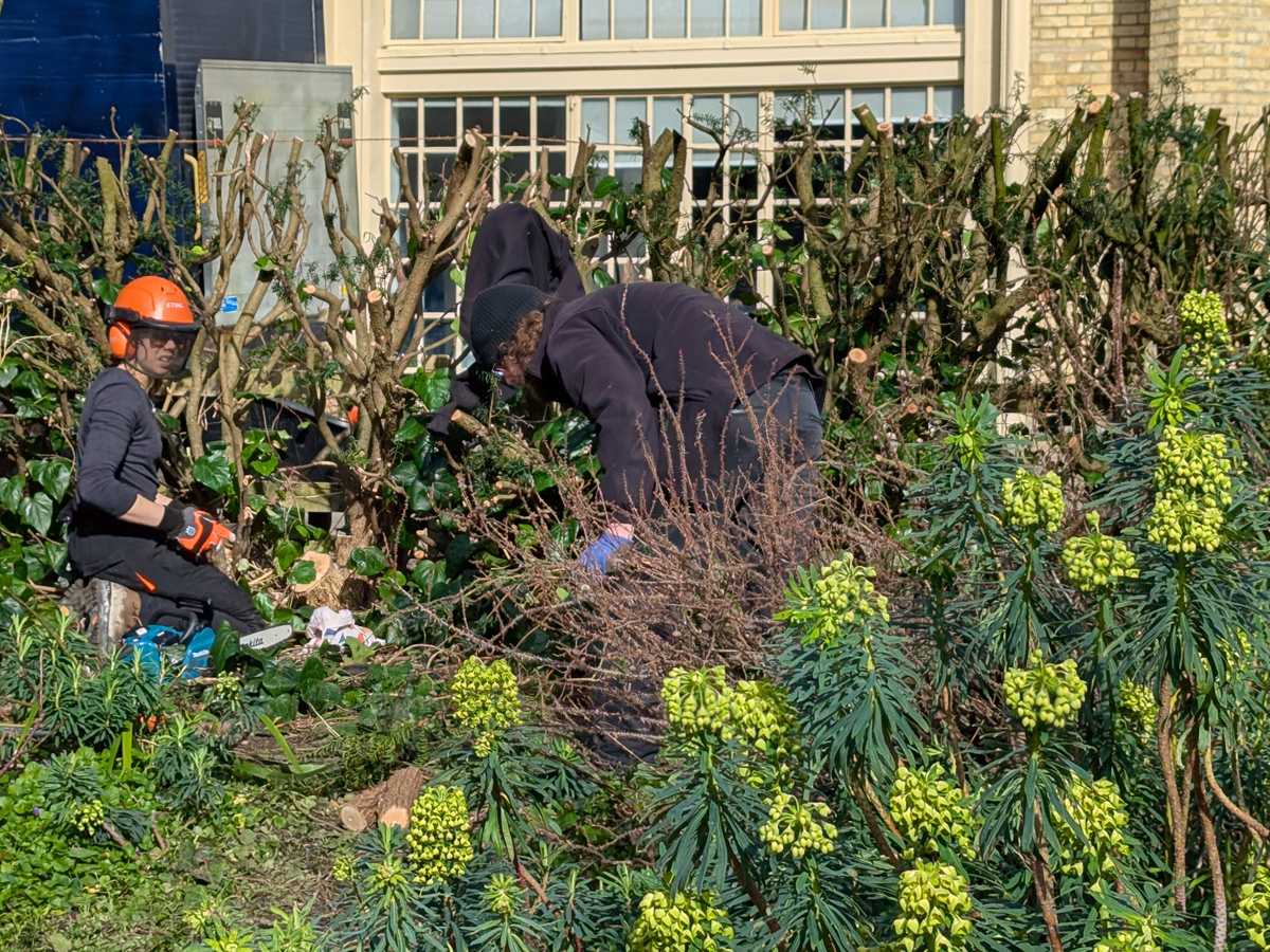 Yew hedge cutting in the Garden. Two members of the Garden team are trimming the hedge. One has protective clothing, hat and ear defenders and using a chainsaw, the other clears away the cuttings.