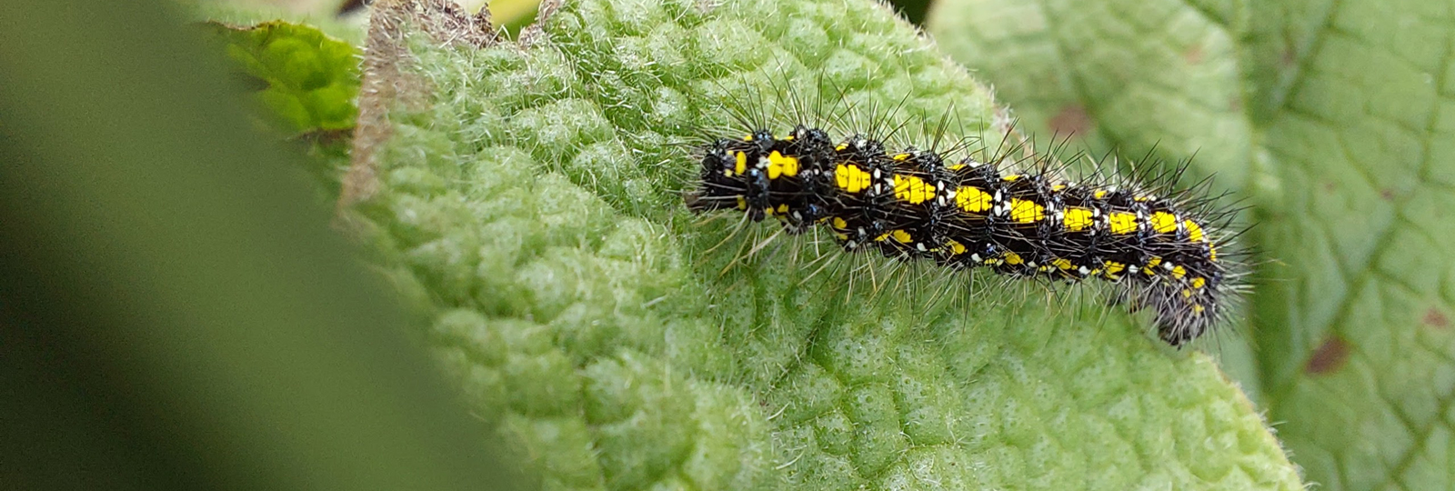 Scarlet tiger moth caterpillar on comfrey. Photo by Rob Boyle