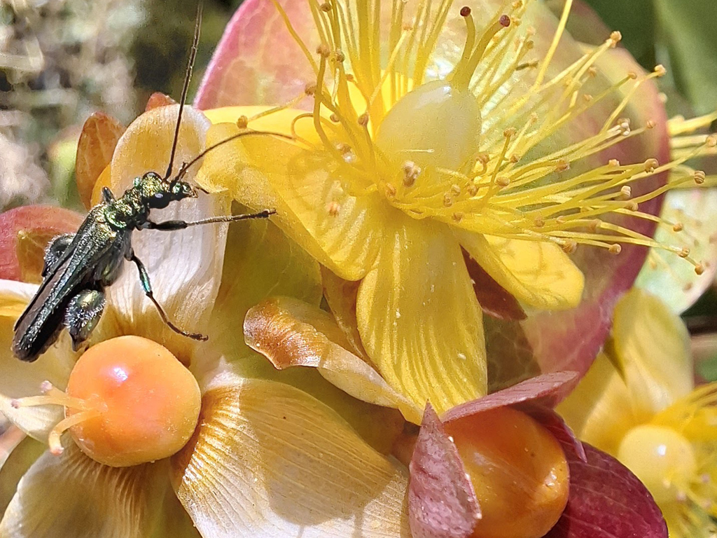 Thick-thighed beetle on Hypericum. Photo by Rob Boyle