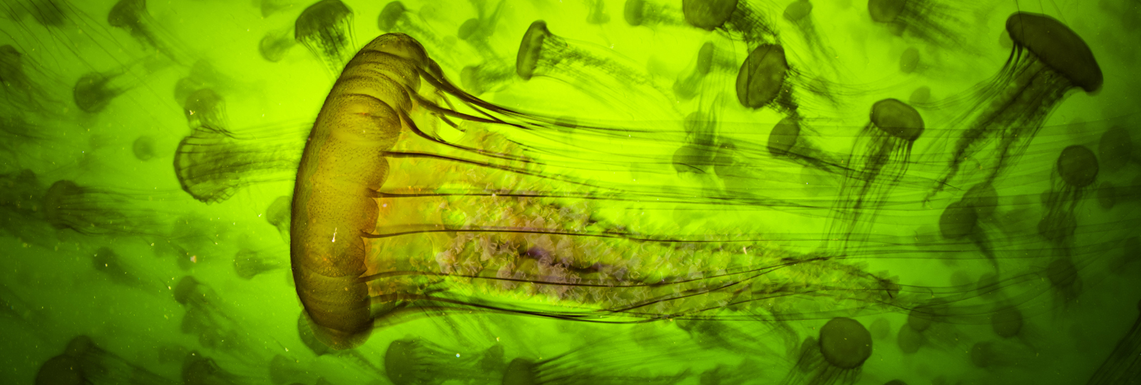 Pacific sea nettles (Chrysaora fuscescens) Monterey, CA.