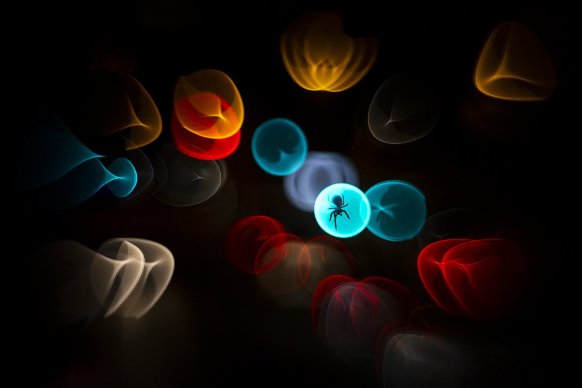 photograph of multi coloured orbs with a spider in the blue or, with a black background, from the Wildlife Photographer of the Year exhibition
