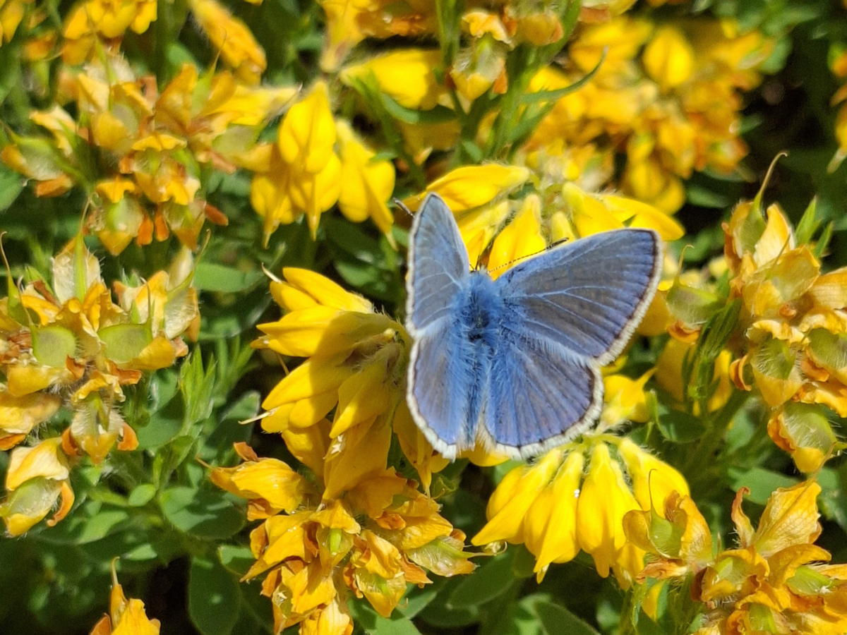 Common Blue butterfly. Photo by Rob Boyle