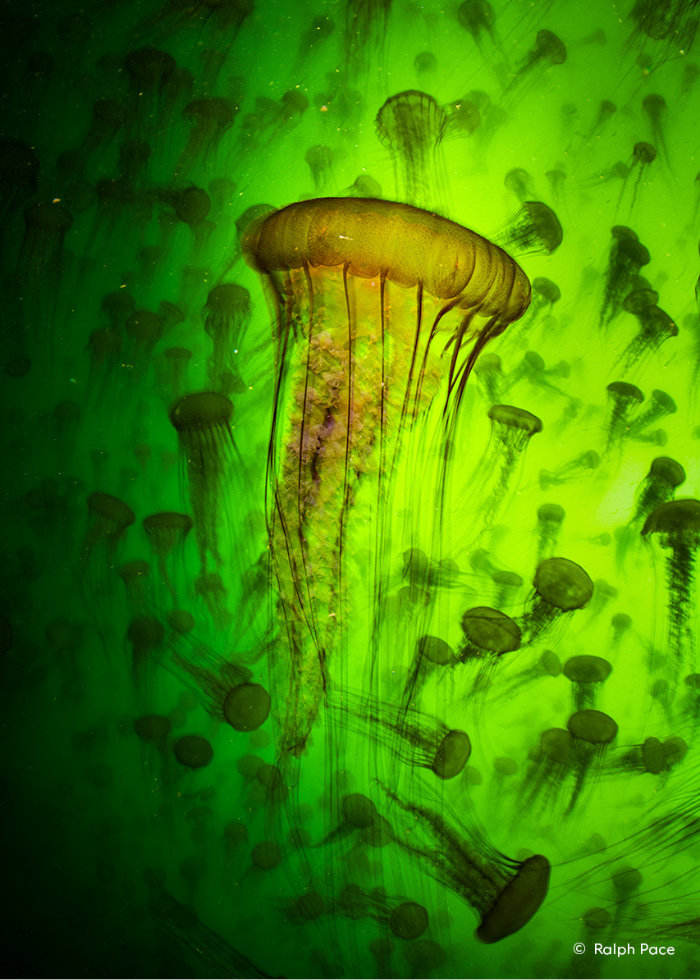 © Ralph Pace / Wildlife Photographer of the Year