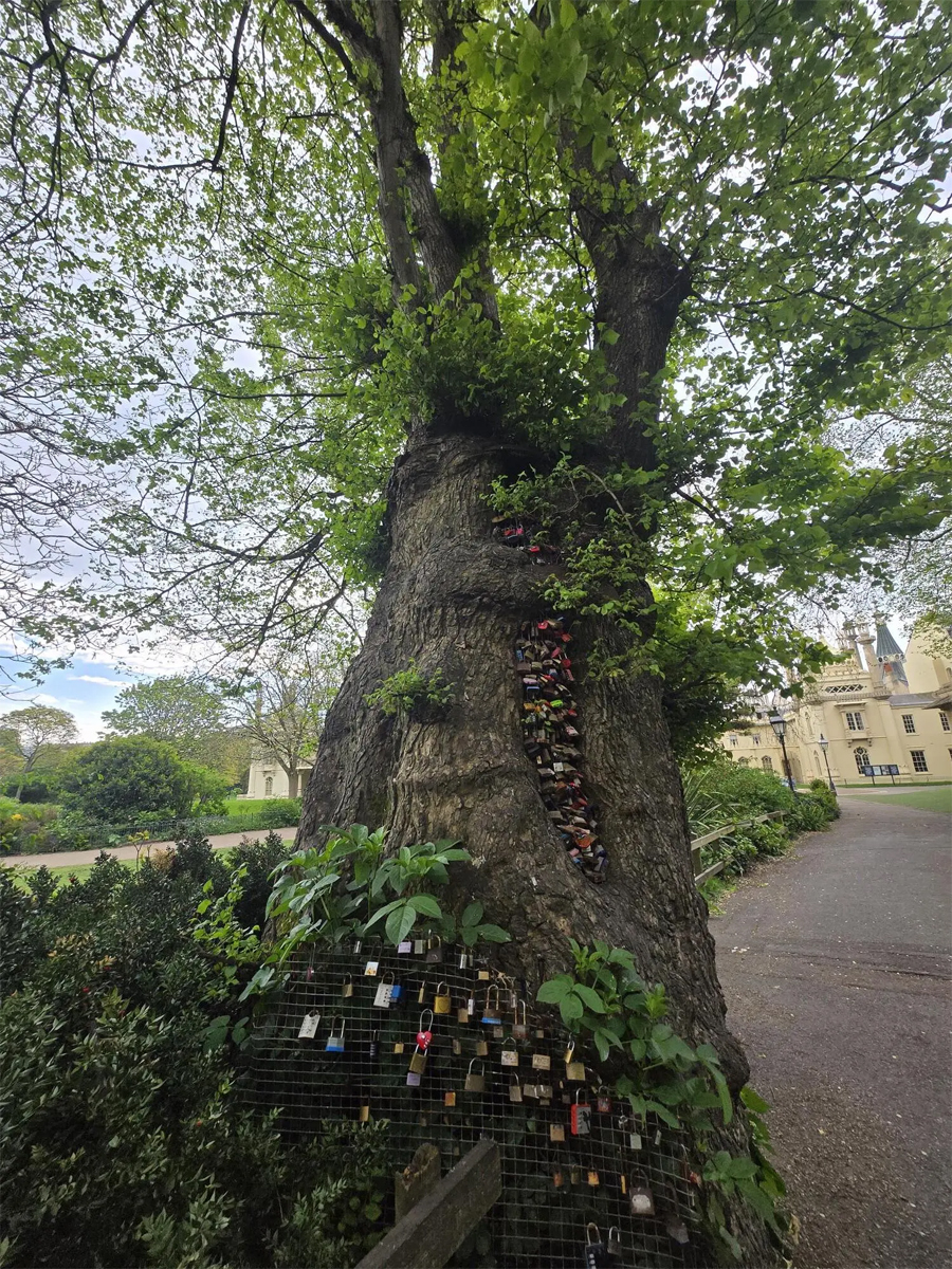Braced Elm with lovers locks. A large Elm tree in the Royal Pavilion Garden. It has been braced with a wire mesh which many padlocks have been attached to.