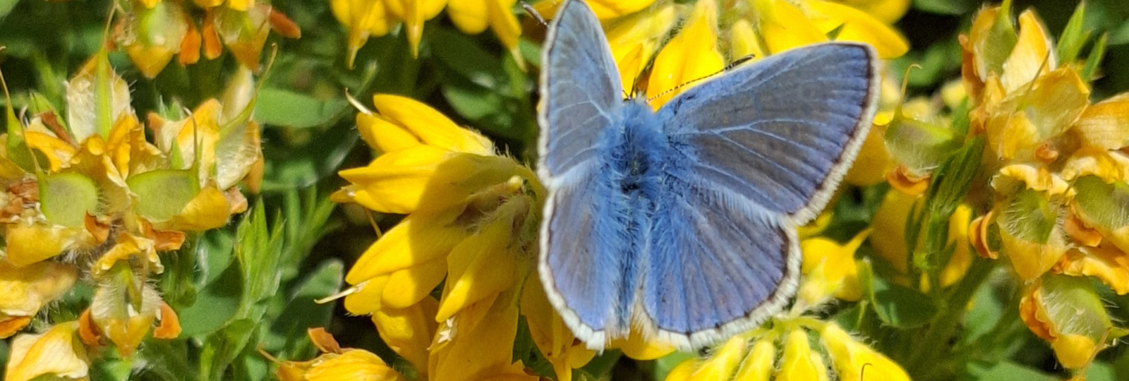 Gorse in the Royal Pavilion Garden. A bright blue butterfly sits on yellow flowers on a green bush. Photo by Rob Boyle