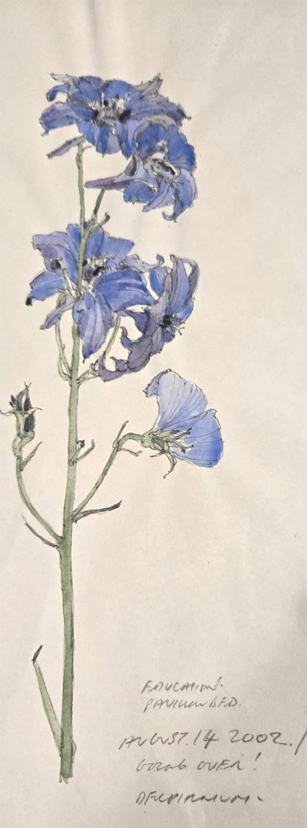 Illustration of a Delphinium, August 2002. A watercolour of a single green stem with three clusters of blue flowers and one stem of blue buds.