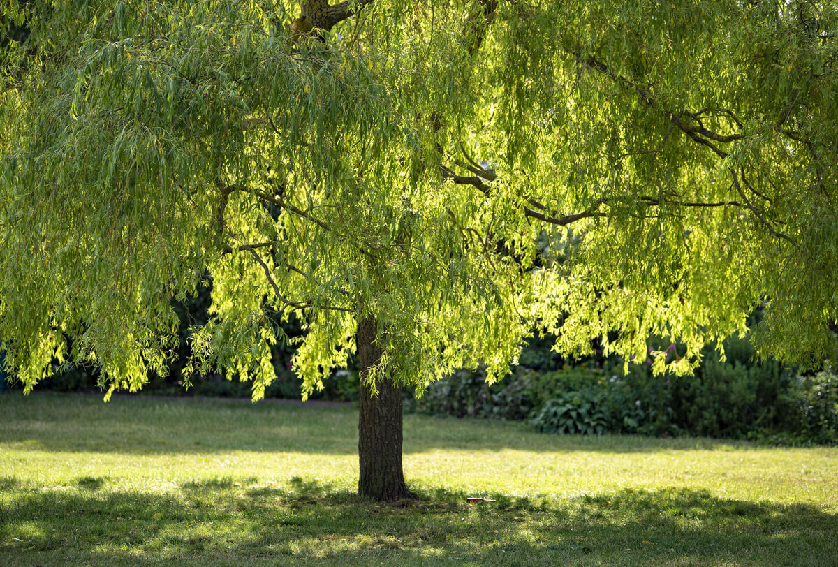 A leafy tree in the sunshine in Royal Pavilion Garden