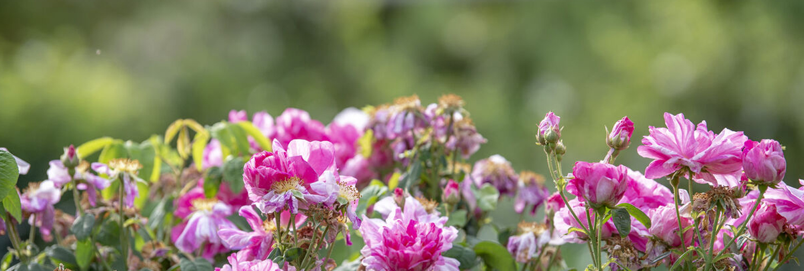 Pink flowers bloom in the Royal Pavilion Garden