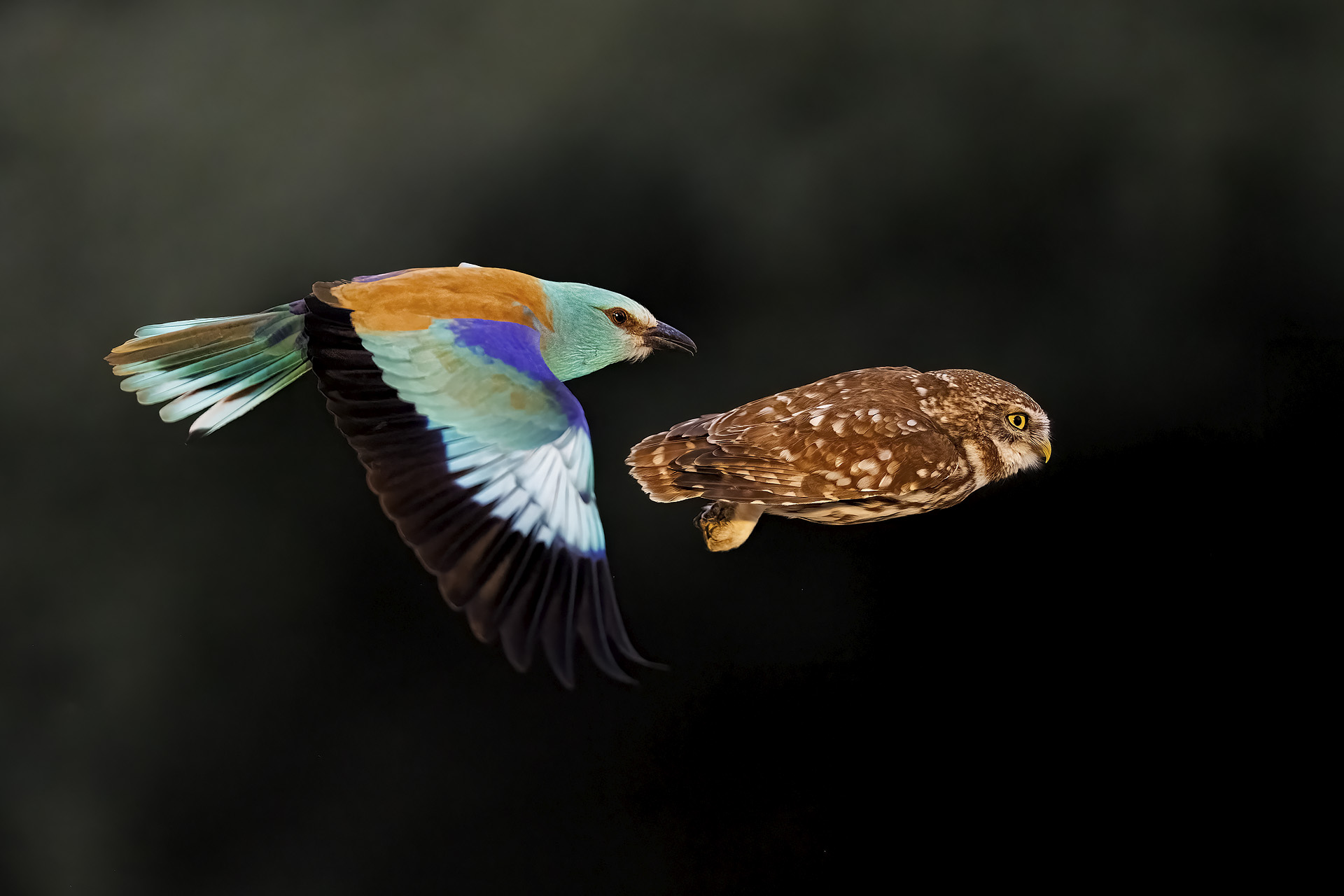 Image of two birds mid-flight. One in vibrant blues and another shades of brown