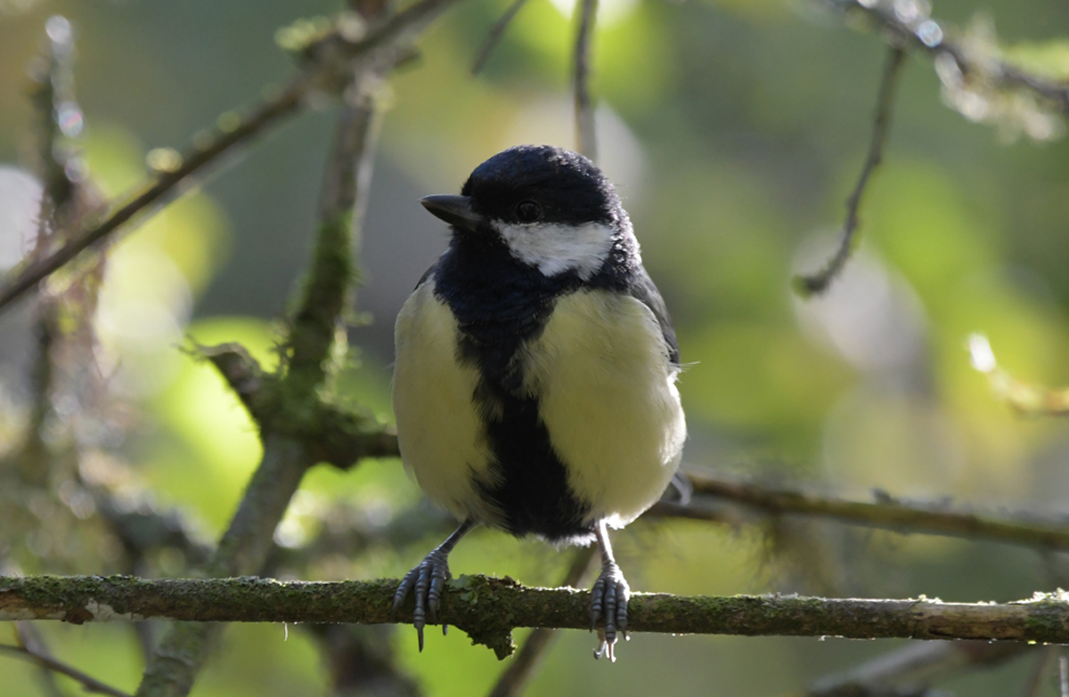 Great tit. A bird with a black stripe down a yellow breast sits on a tree branch. It has a white white patch of feathers on the lower half of it's head. Copyright Lee Ismail