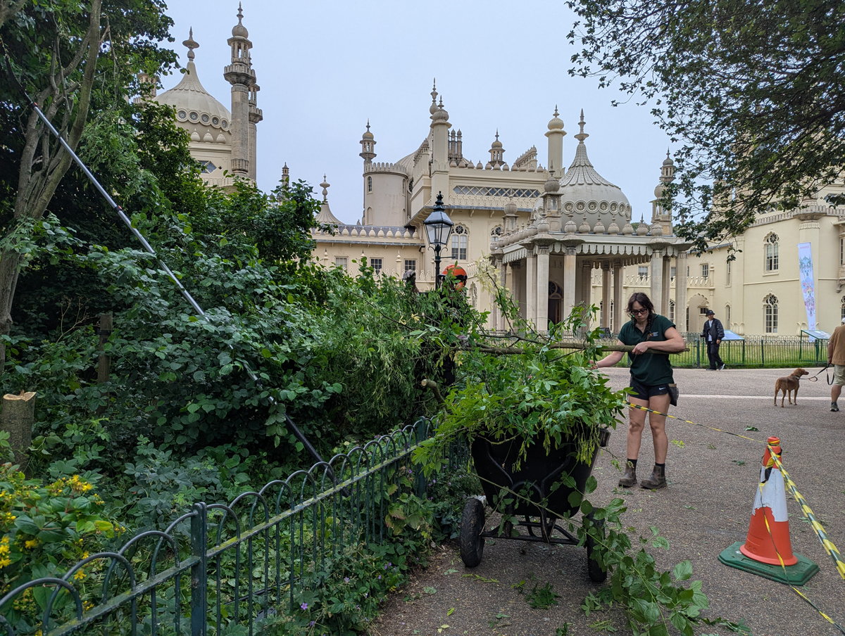 Laburnum tree cutting in the Royal Pavilion Garden. A wheelbarrow is parked in front of the flowerbed by the tree being cut. The area is cordoned off with orange cones and yellow and black hazard tape. The wheelbarrow is full of tree cuttings. A man passes the large branch cutting from the tree to a woman standing close by.