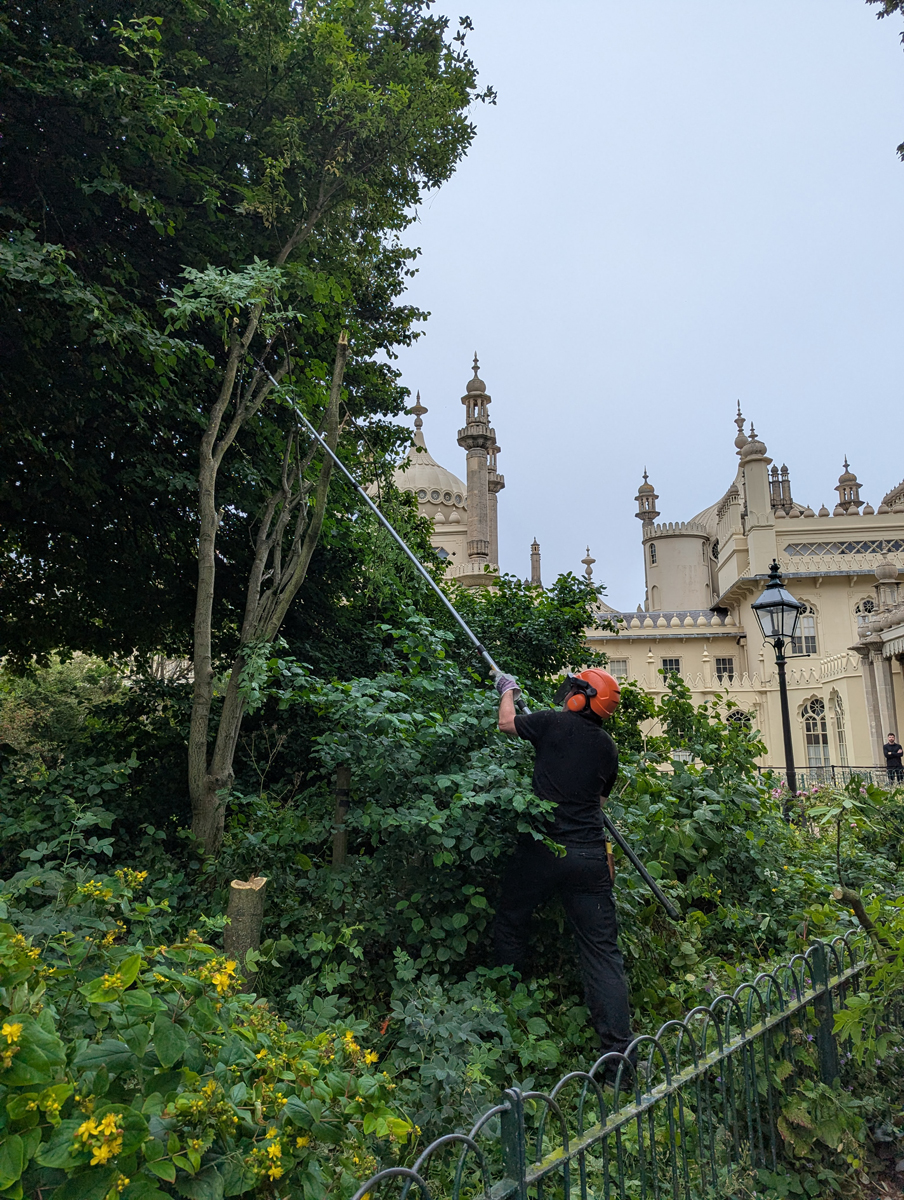 Laburnum tree cutting in the Royal Pavilion Garden. A man wearing a hardhat with a clear face shield and ear defenders holds a long pole with a saw head attached. He is cutting the branches of a tree above him as he stands in the flower bed at the base of the tree.