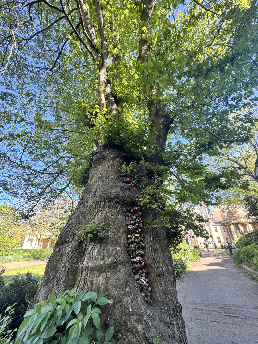 The Brace Elm in the Royal Pavilion Garden