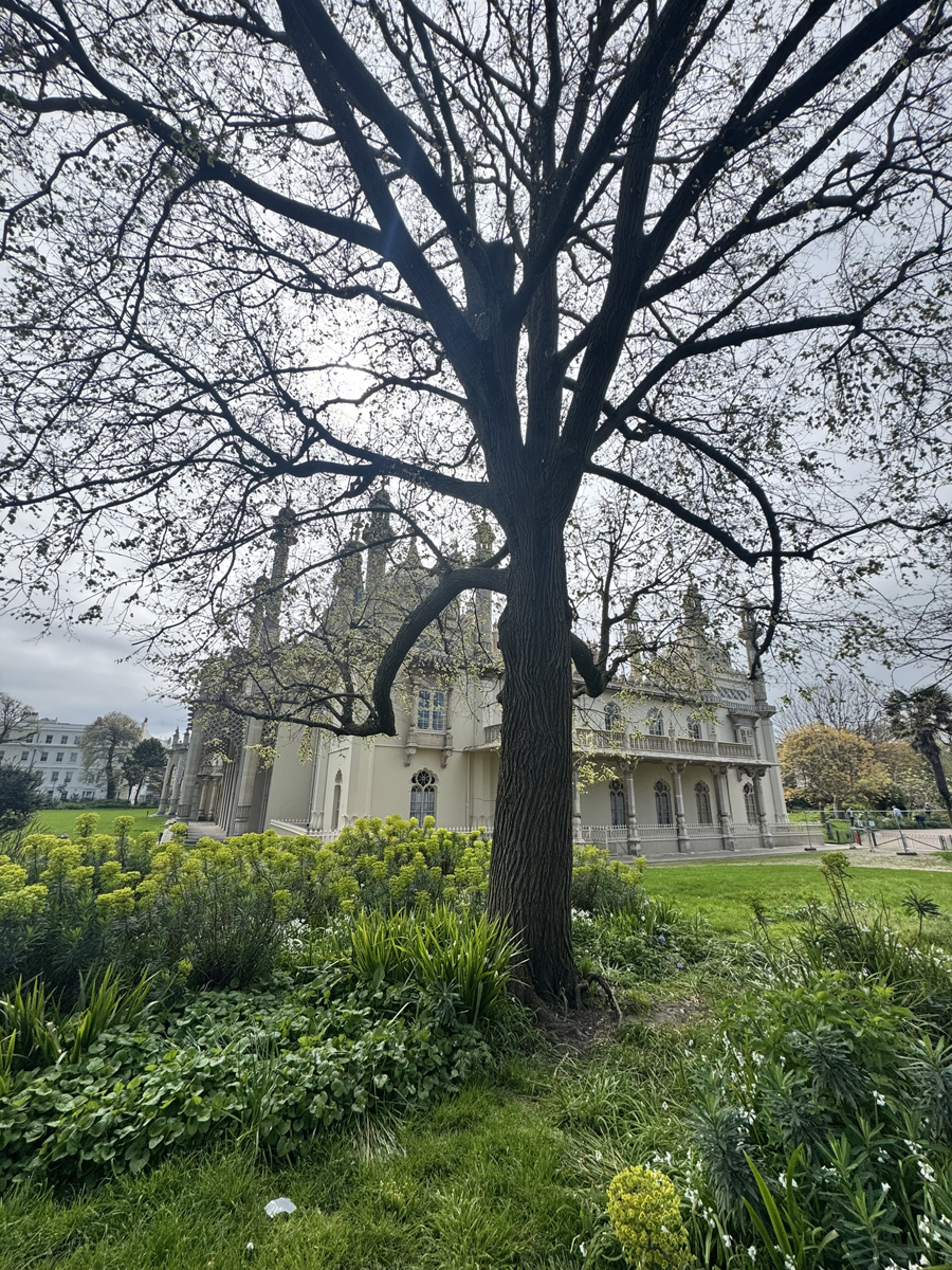 "The Watchman" Elm tree in the Royal Pavilion Garden