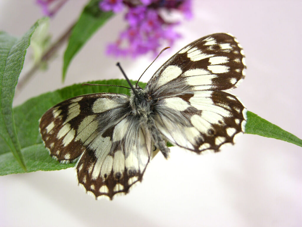 Melanargia galathea (the marbled white) specimen from the Booth Museum entomology collections. A white and black butterfly sits on a green leaf. Purple flowers can be seen in the background