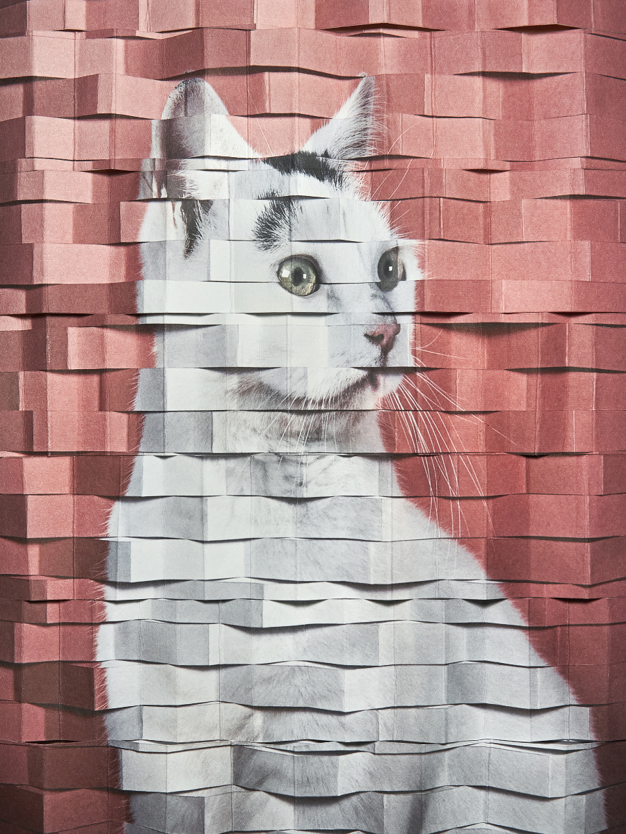 Alma Haser, To have a tomcat